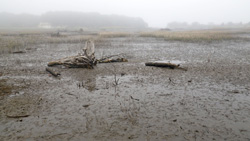 宇多川河口と小泉川河口の間には農地や荒れ地があったが、ここに海水が入り、新たな塩性湿地が誕生した。ホソウミニナやアシハラガニなどが暮らしている（2013年6月12日）。