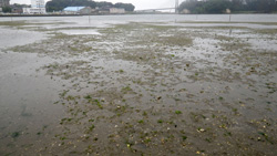 松川浦の通水口に近いところにある川口前の元アサリ漁場。土盛りをして干潟造成したところではアサリを始め多種類の底生動物が出現しはじめている（2013年9月4日）。