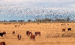 刈り取りが終わった南半球の冬（6月）の水田に放牧されている牛とコウウチョウ（Cow Bird）の群れ