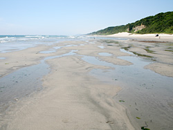 干潮時に現れる湧出帯（地下水）